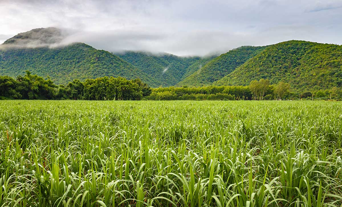 sugarcane field Bio-HDPE as source for rose plastic products.